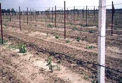 Капельный полив на винограднике – его плюсы и минусы